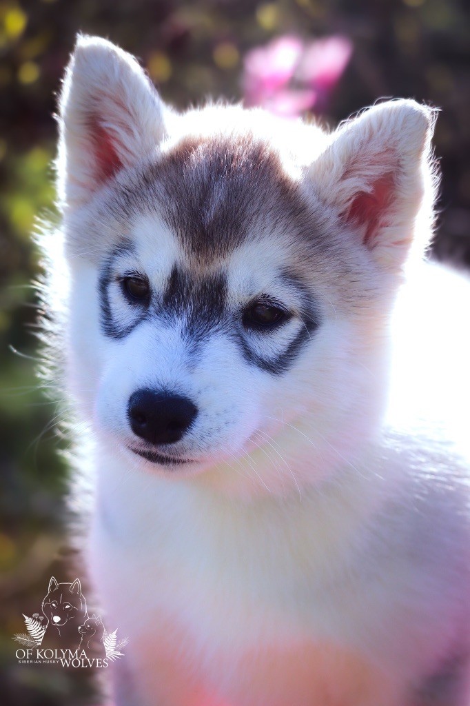 Of Kolyma Wolves - Chiot disponible  - Siberian Husky