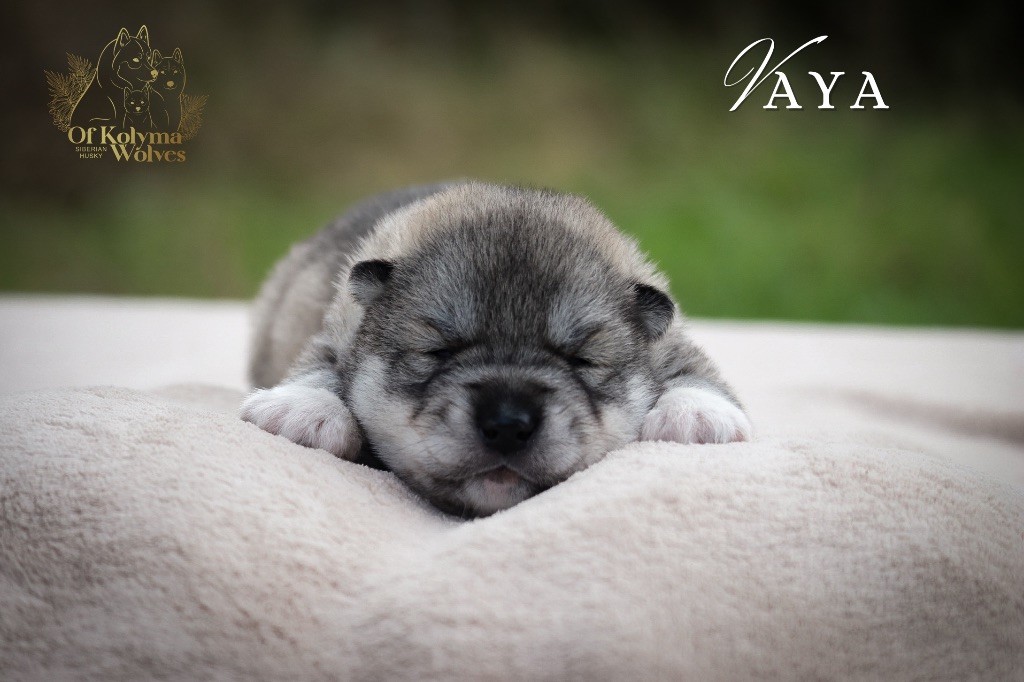 Of Kolyma Wolves - Chiot disponible  - Siberian Husky