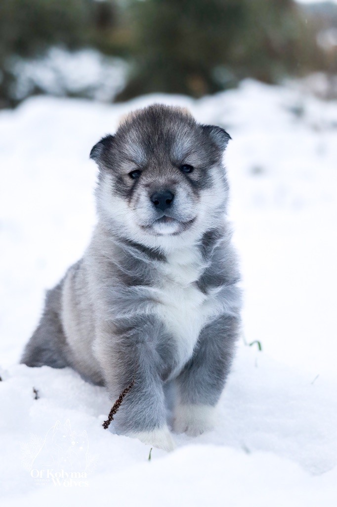 Of Kolyma Wolves - Chiot disponible  - Siberian Husky