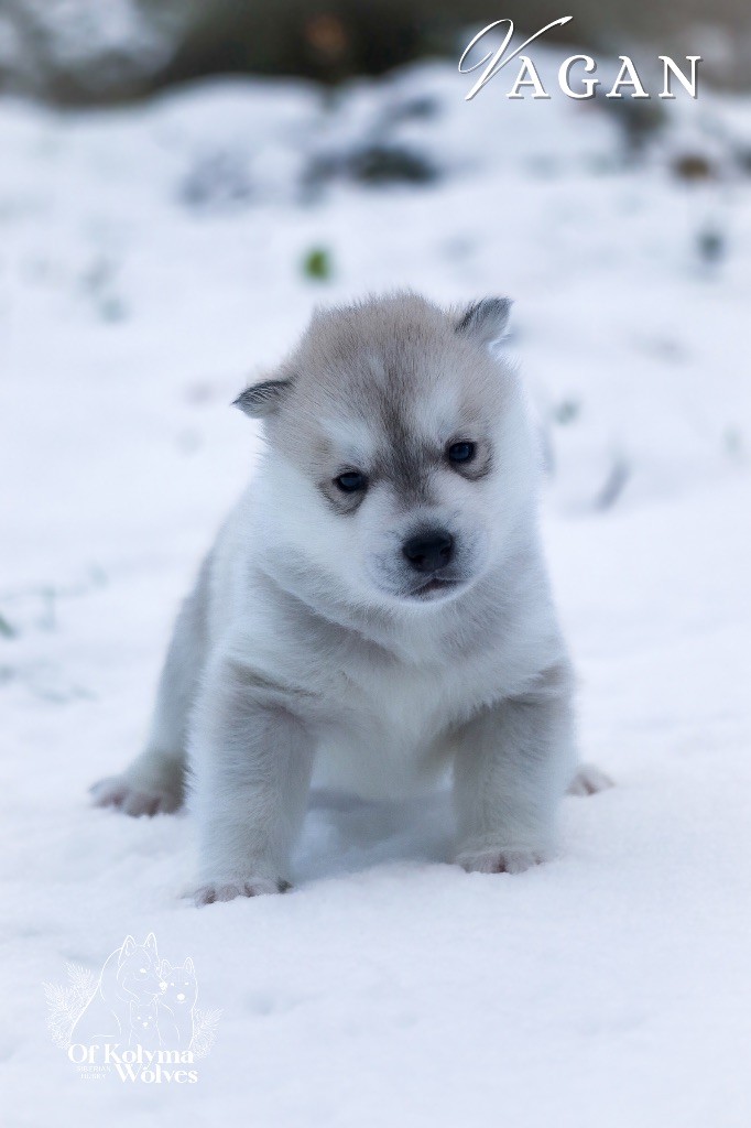 Of Kolyma Wolves - Chiot disponible  - Siberian Husky