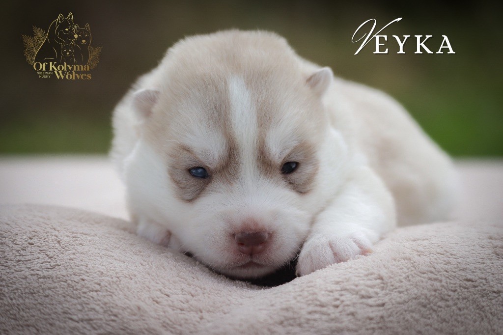 Of Kolyma Wolves - Chiot disponible  - Siberian Husky