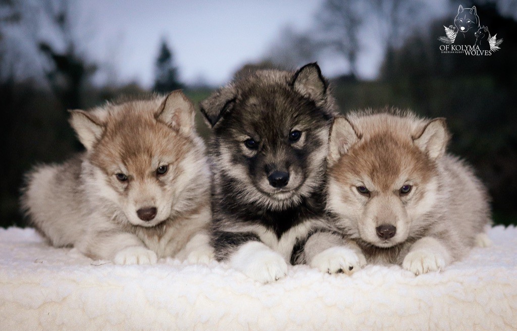 chiot Siberian Husky Of Kolyma Wolves