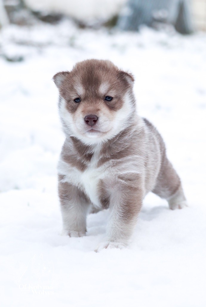 Of Kolyma Wolves - Chiot disponible  - Siberian Husky