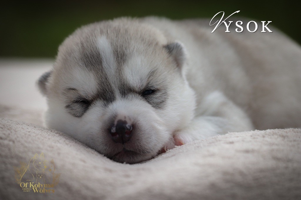 Of Kolyma Wolves - Chiot disponible  - Siberian Husky