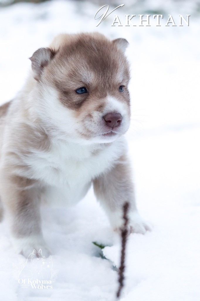 Of Kolyma Wolves - Chiot disponible  - Siberian Husky