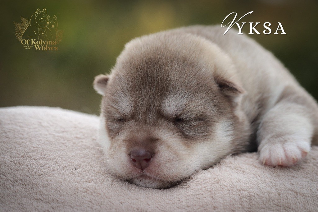 Of Kolyma Wolves - Chiot disponible  - Siberian Husky