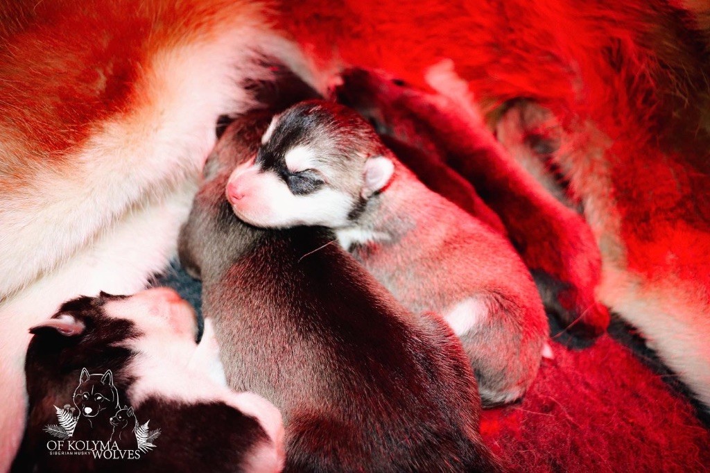 chiot Siberian Husky Of Kolyma Wolves