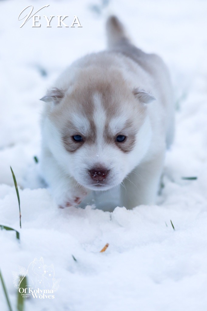 Of Kolyma Wolves - Chiot disponible  - Siberian Husky