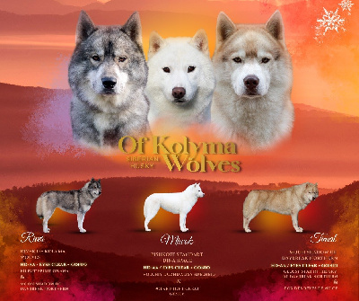 Of Kolyma Wolves - Siberian Husky - Portée née le 30/10/2024