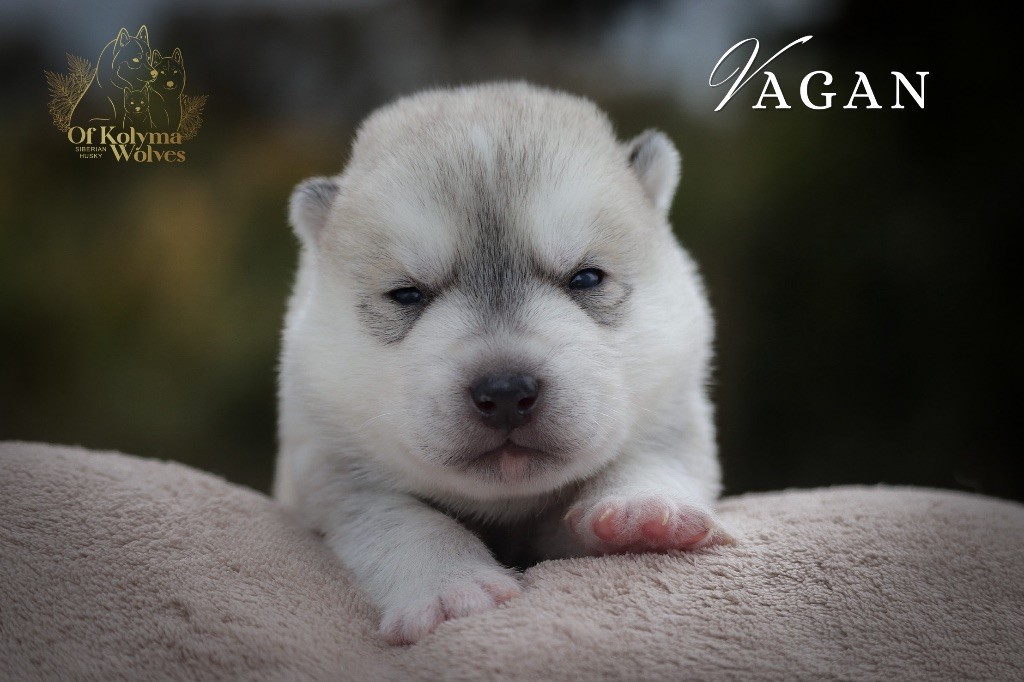 Of Kolyma Wolves - Chiot disponible  - Siberian Husky