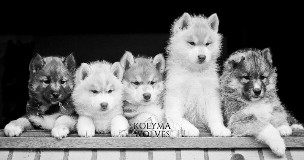Of Kolyma Wolves - Siberian Husky - Portée née le 19/12/2020