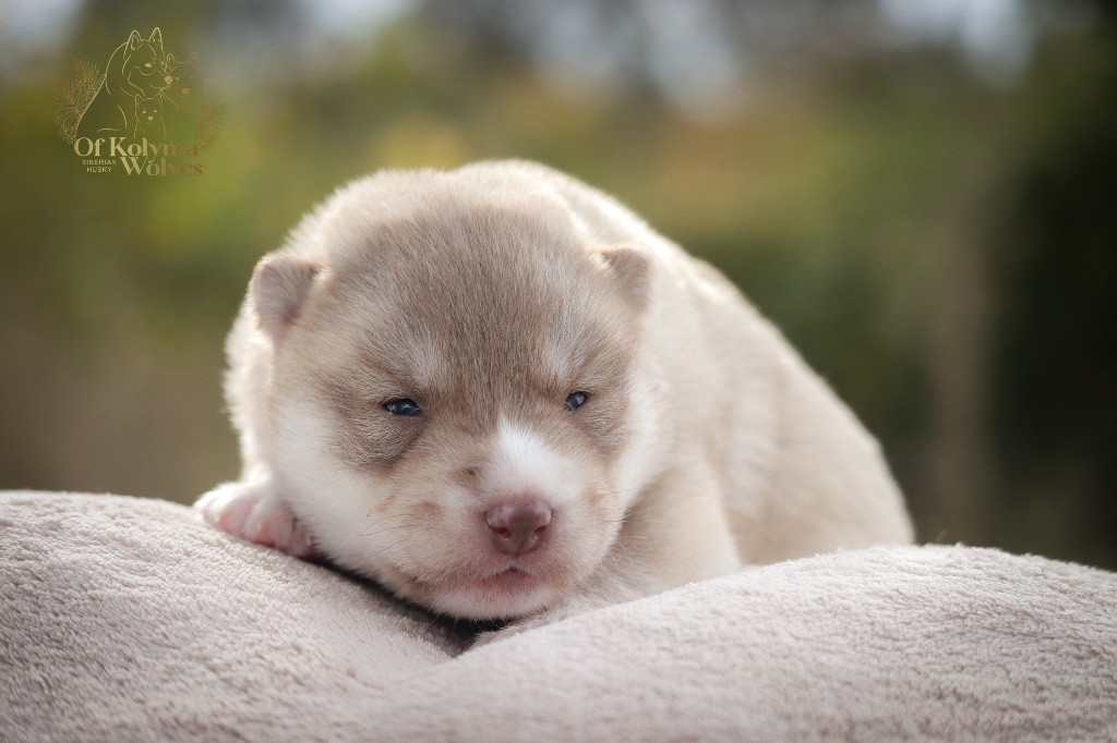 Of Kolyma Wolves - Chiot disponible  - Siberian Husky