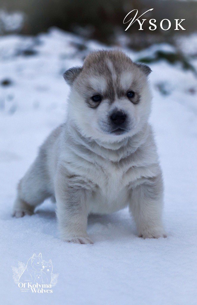 Of Kolyma Wolves - Chiot disponible  - Siberian Husky