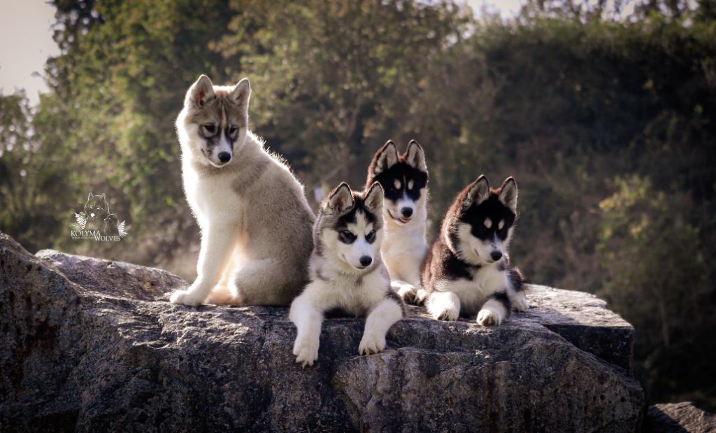 Of Kolyma Wolves - Siberian Husky - Portée née le 04/07/2021