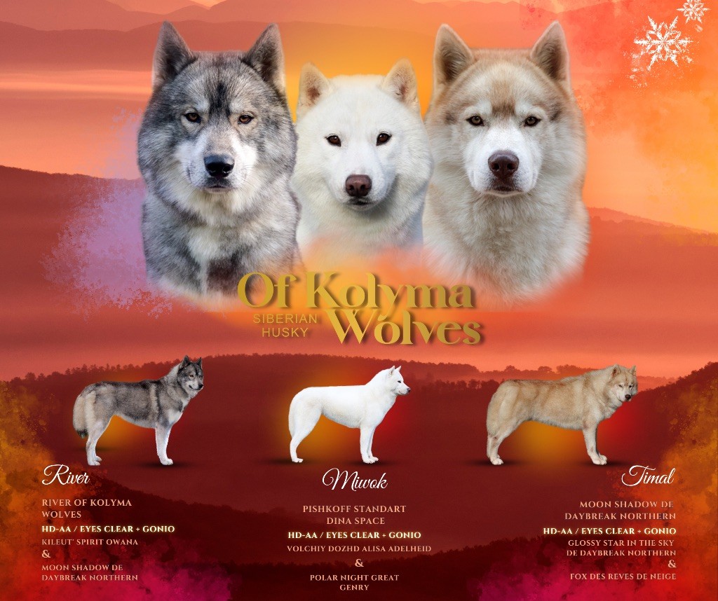 chiot Siberian Husky Of Kolyma Wolves