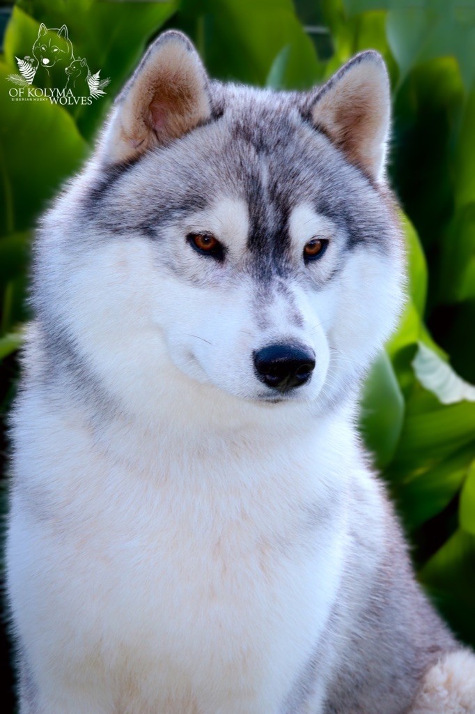 natti husky Quentin tarantino
