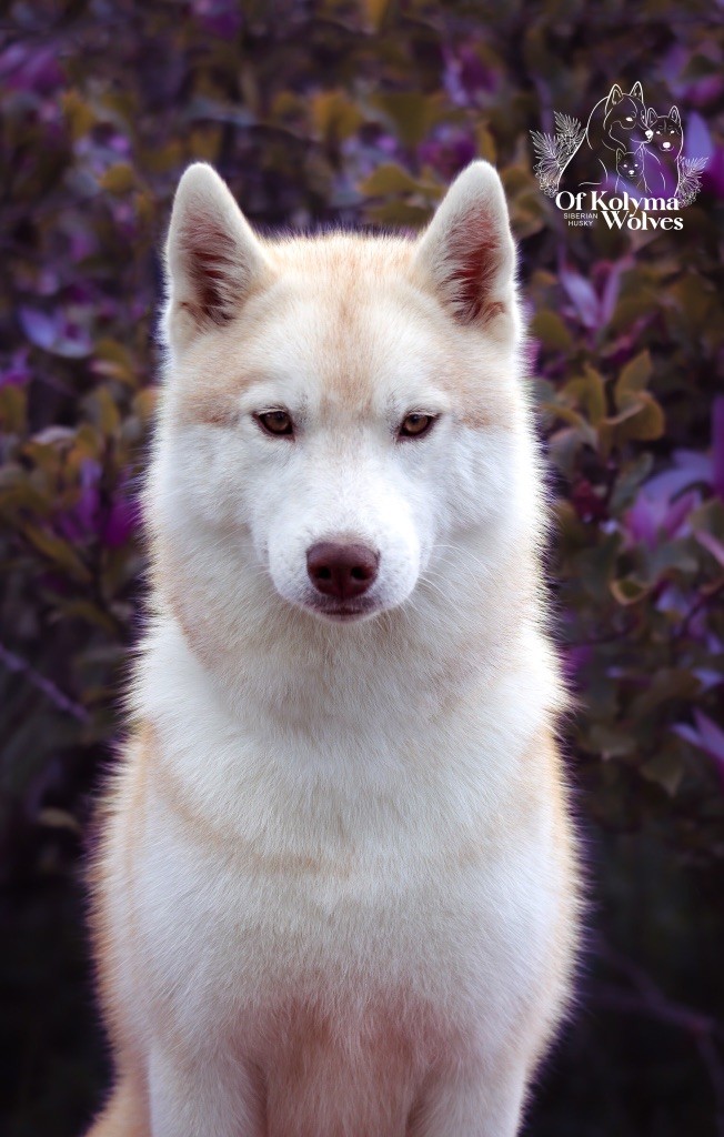 Tenakee Of Kolyma Wolves