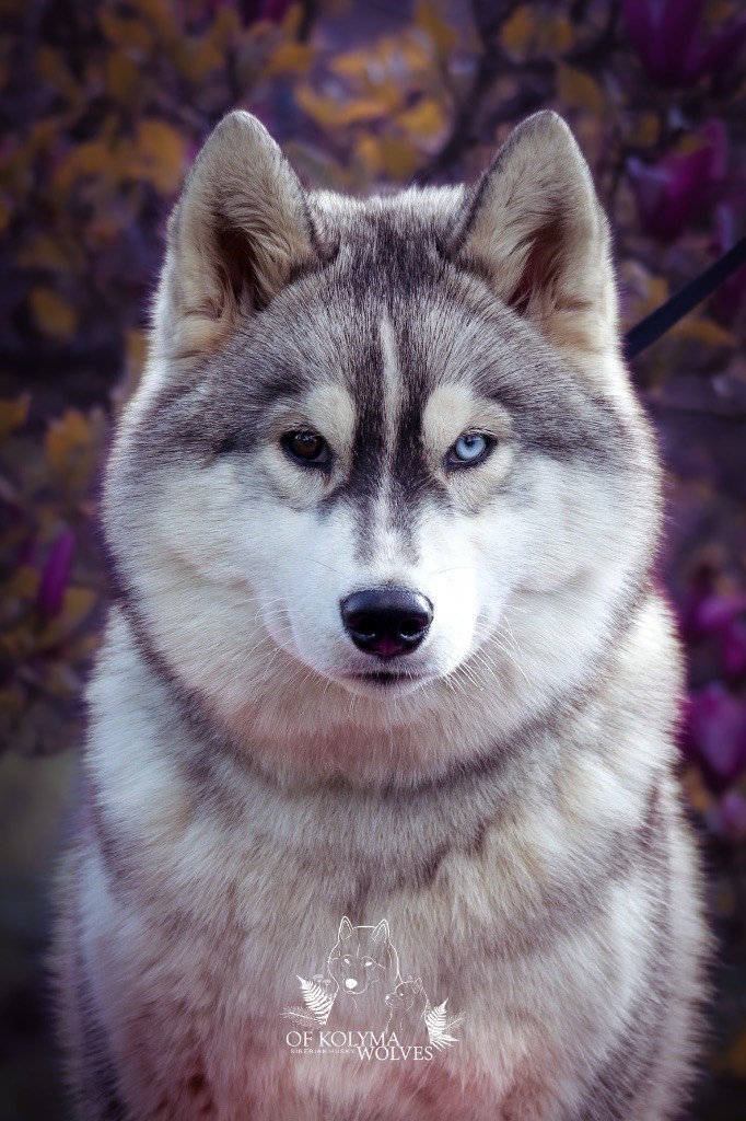 Tyoumen Of Kolyma Wolves