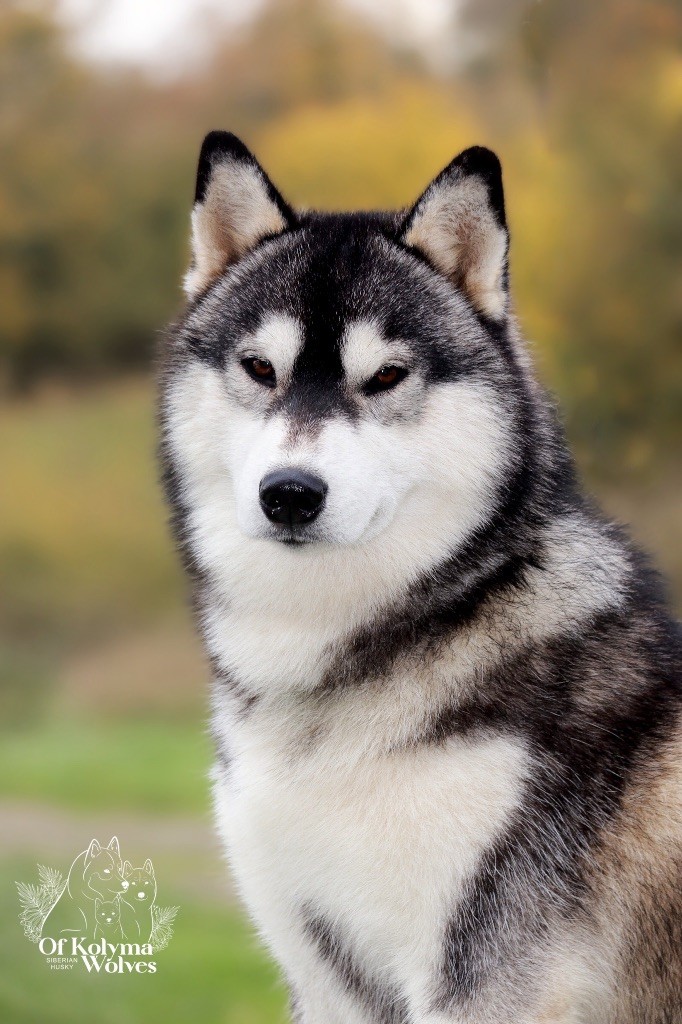 Topki timinus Of Kolyma Wolves