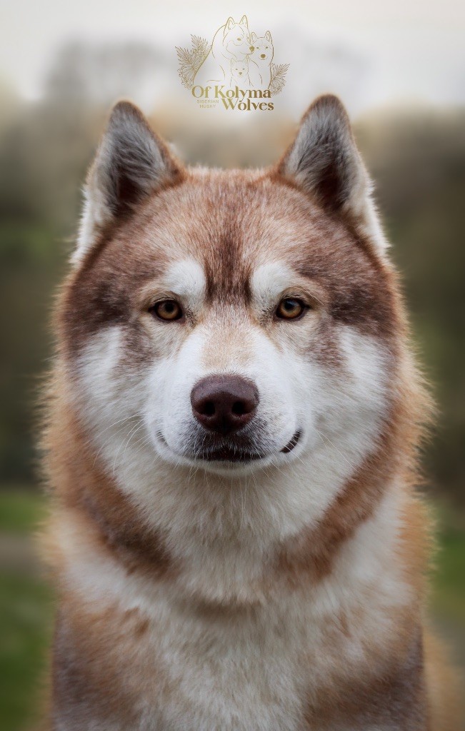 Reggae Of Kolyma Wolves