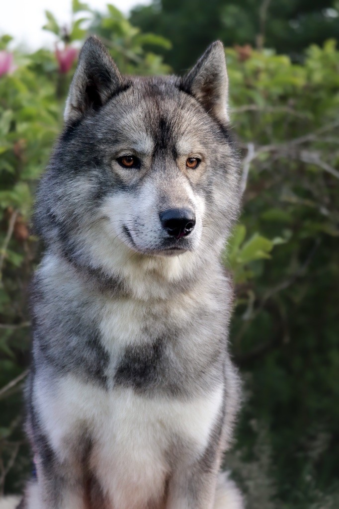 River Of Kolyma Wolves