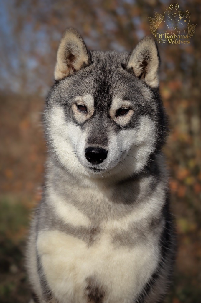 Uilo Of Kolyma Wolves