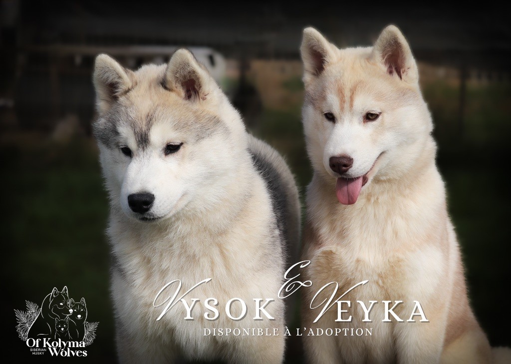 À adopter, Vysok et Veyka