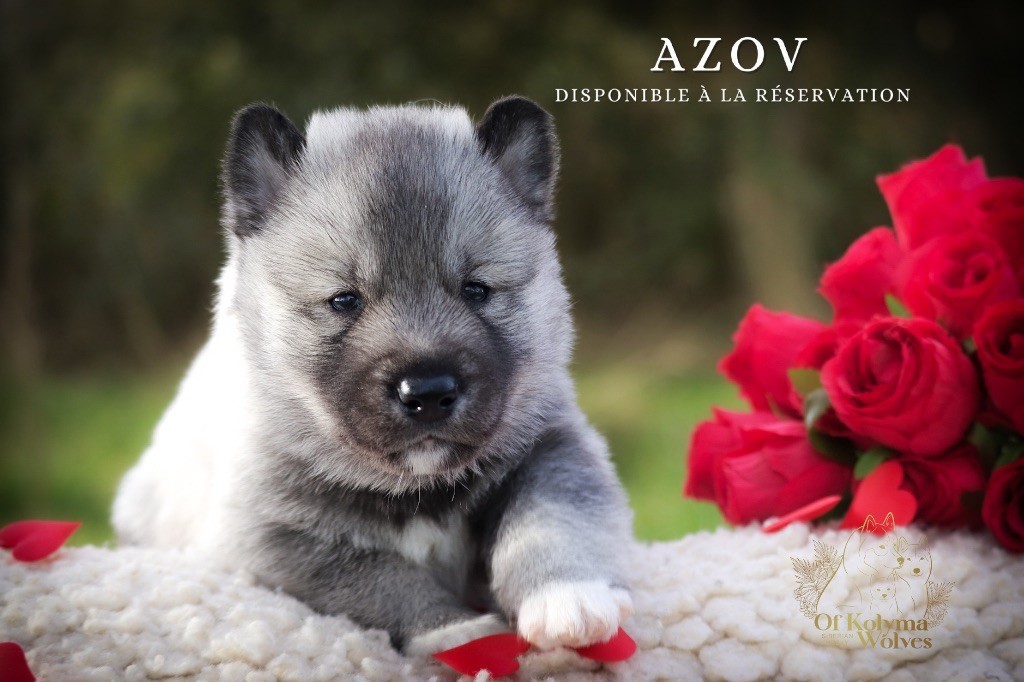 Of Kolyma Wolves - Chiots disponibles - Siberian Husky