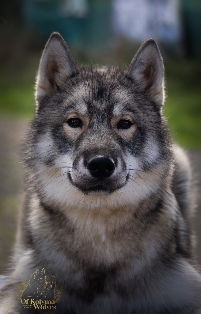 Of Kolyma Wolves - Chiots disponibles - Siberian Husky