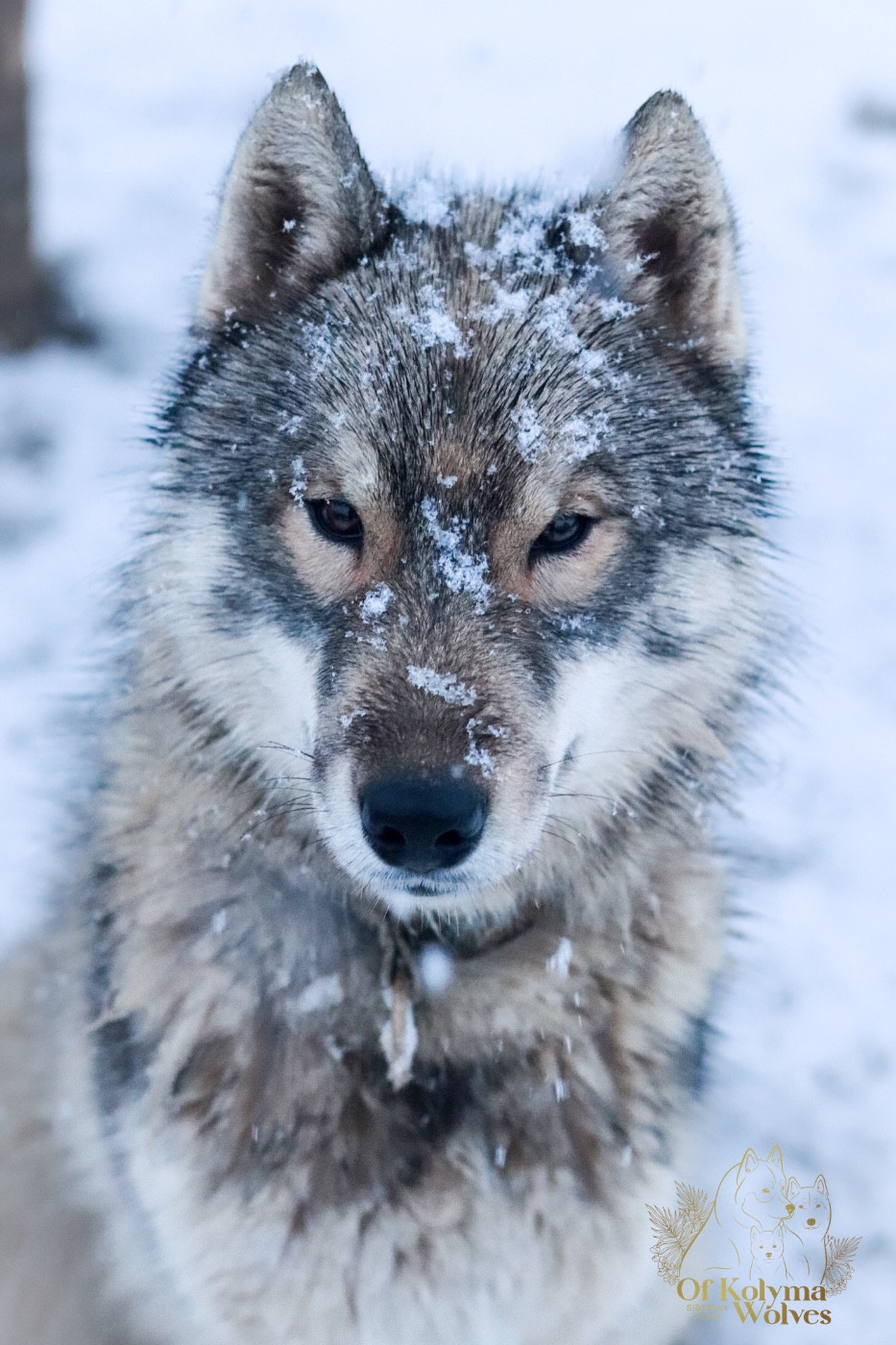 Of Kolyma Wolves - Chiots disponibles - Siberian Husky