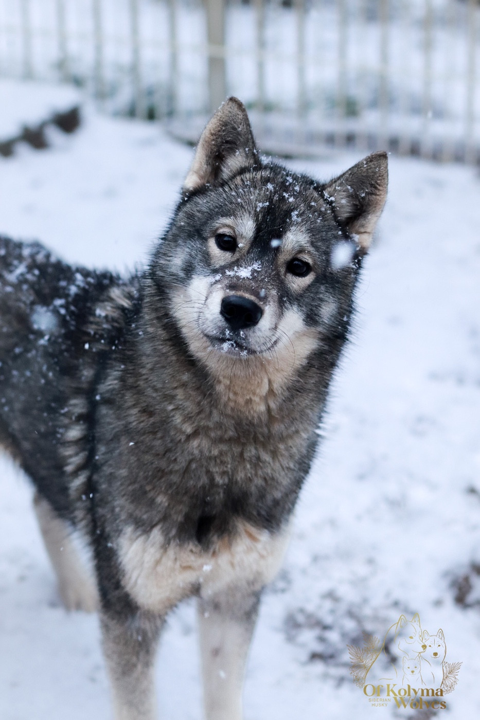 Of Kolyma Wolves - Chiots disponibles - Siberian Husky