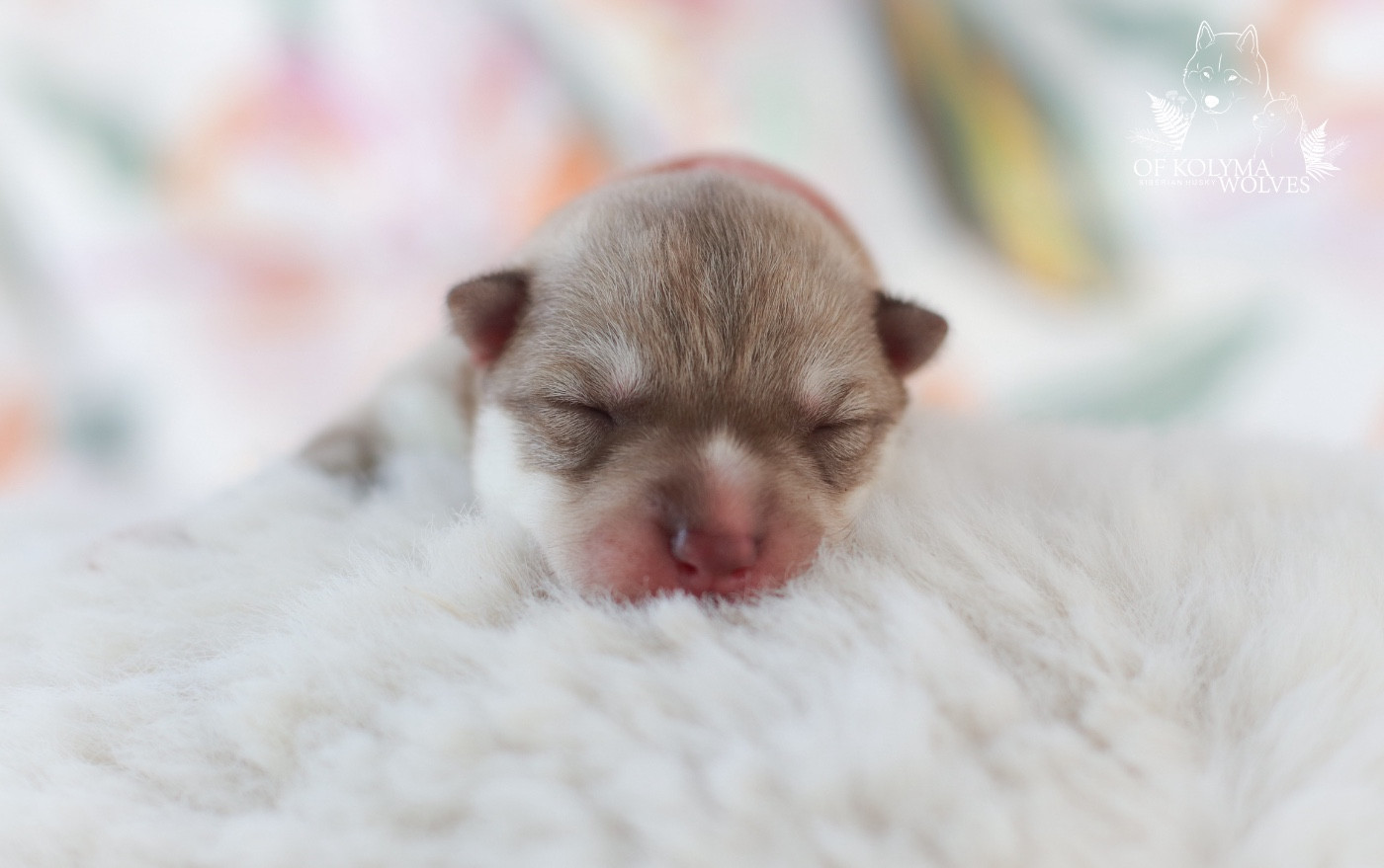 Of Kolyma Wolves - Chiots disponibles - Siberian Husky