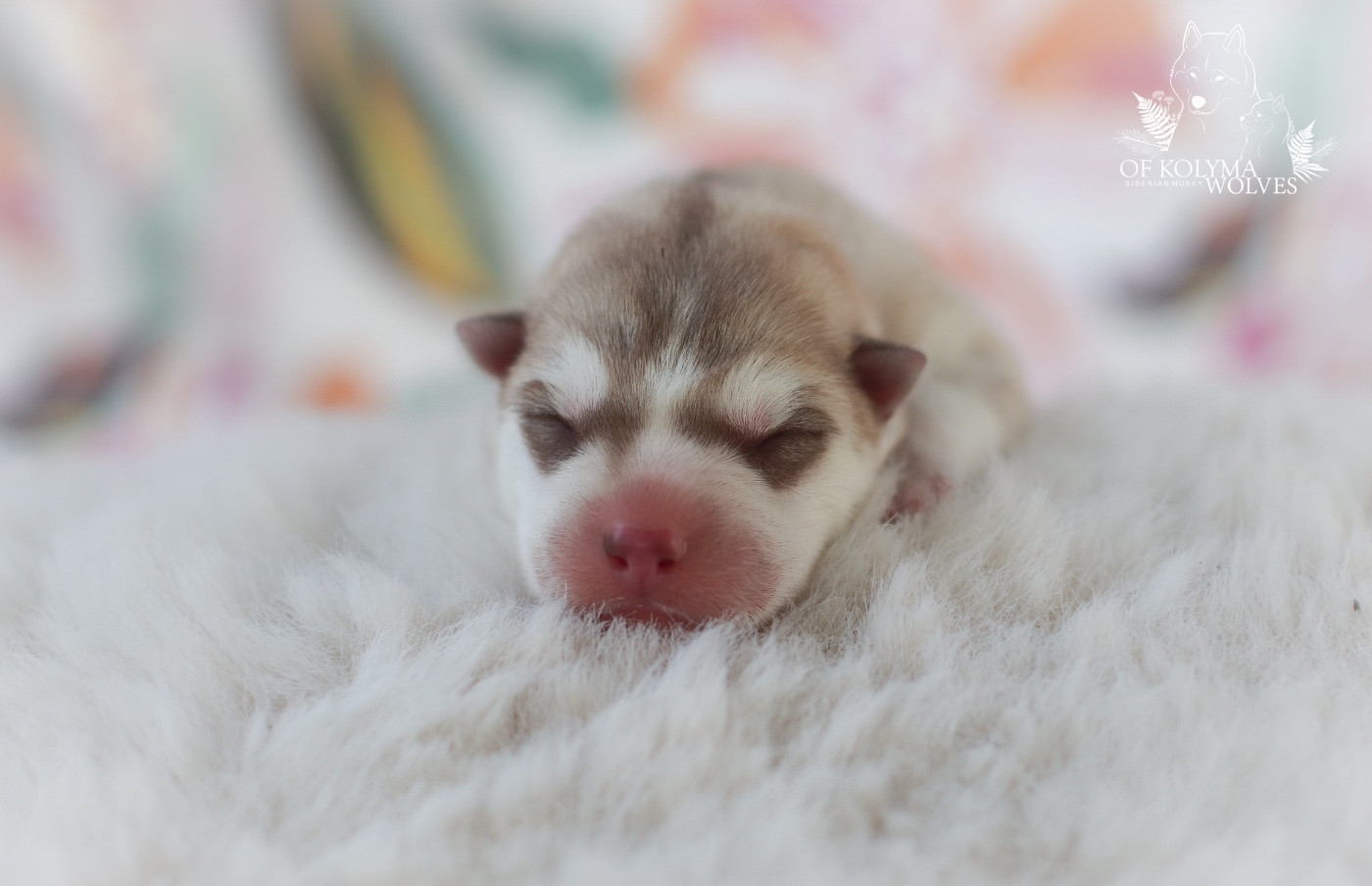 Of Kolyma Wolves - Chiots disponibles - Siberian Husky