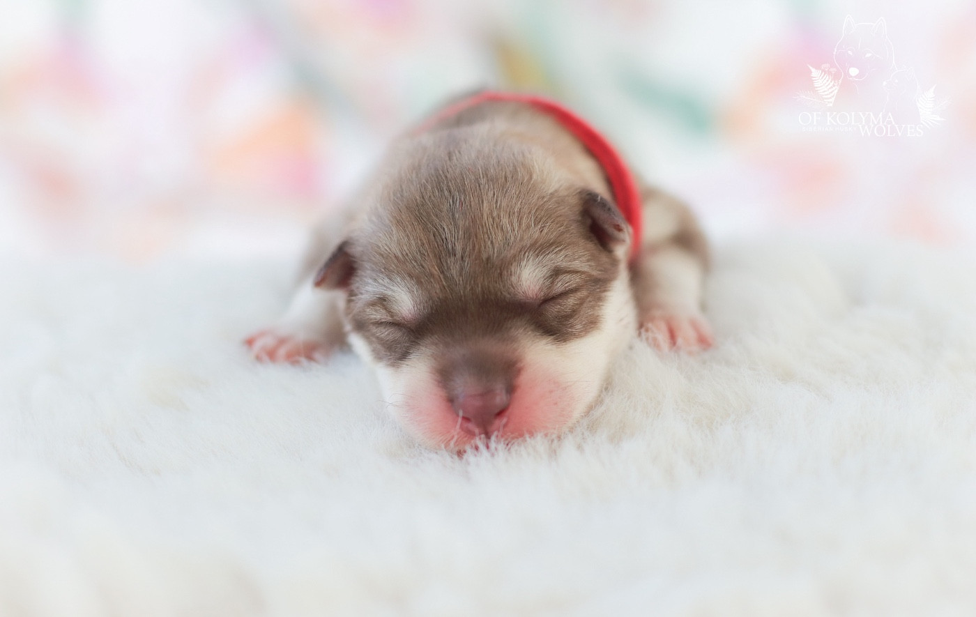 Of Kolyma Wolves - Chiots disponibles - Siberian Husky