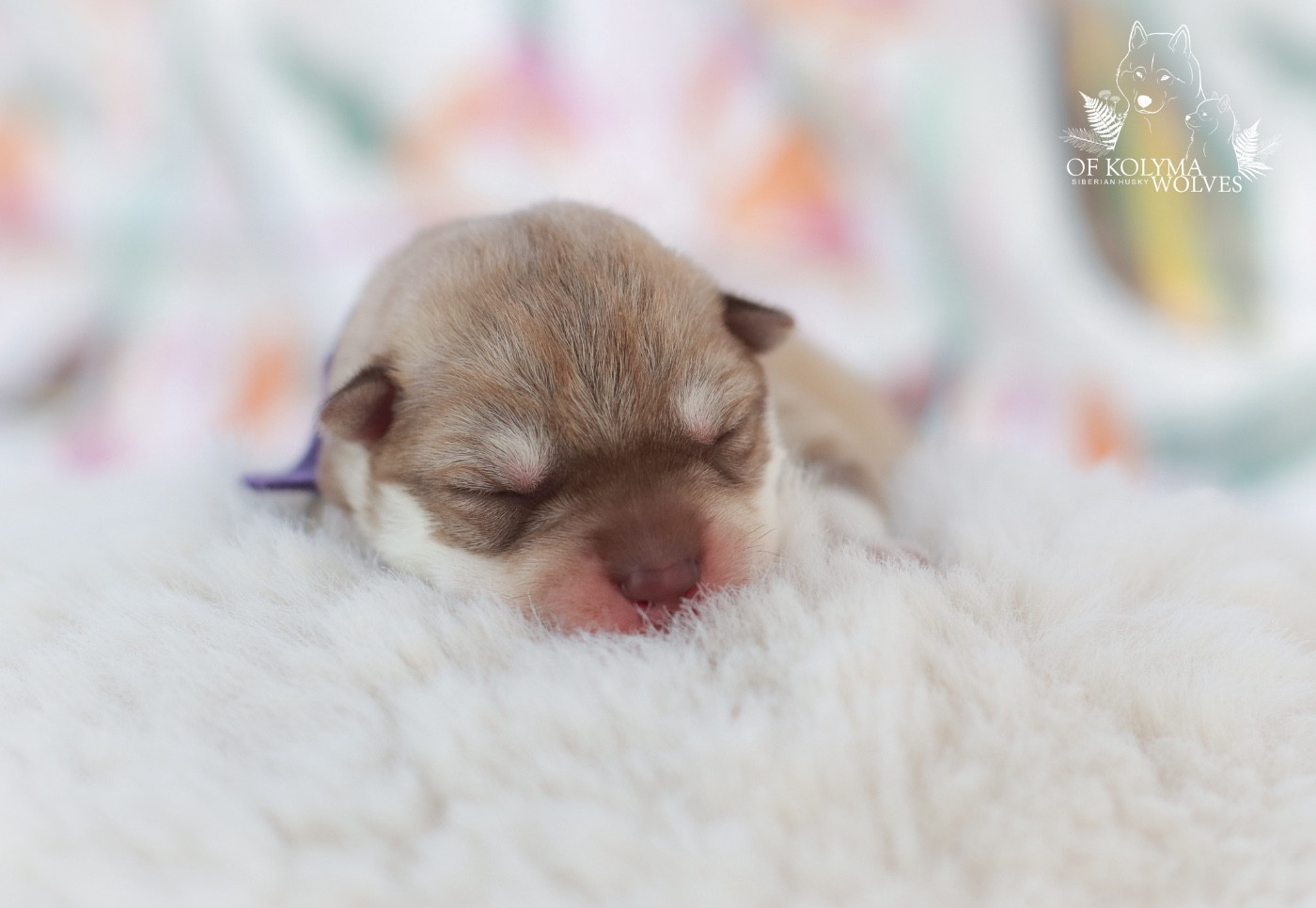 Of Kolyma Wolves - Chiots disponibles - Siberian Husky
