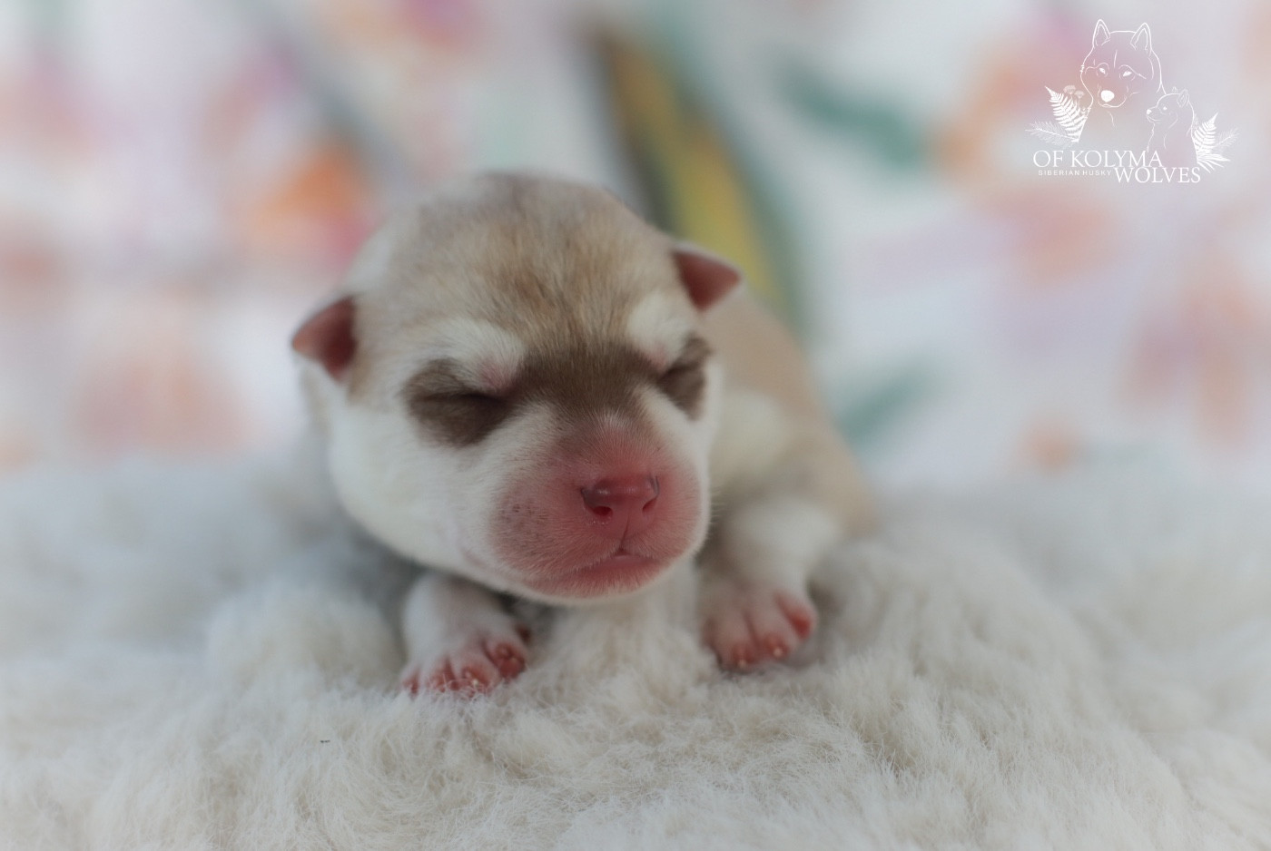 Of Kolyma Wolves - Chiots disponibles - Siberian Husky