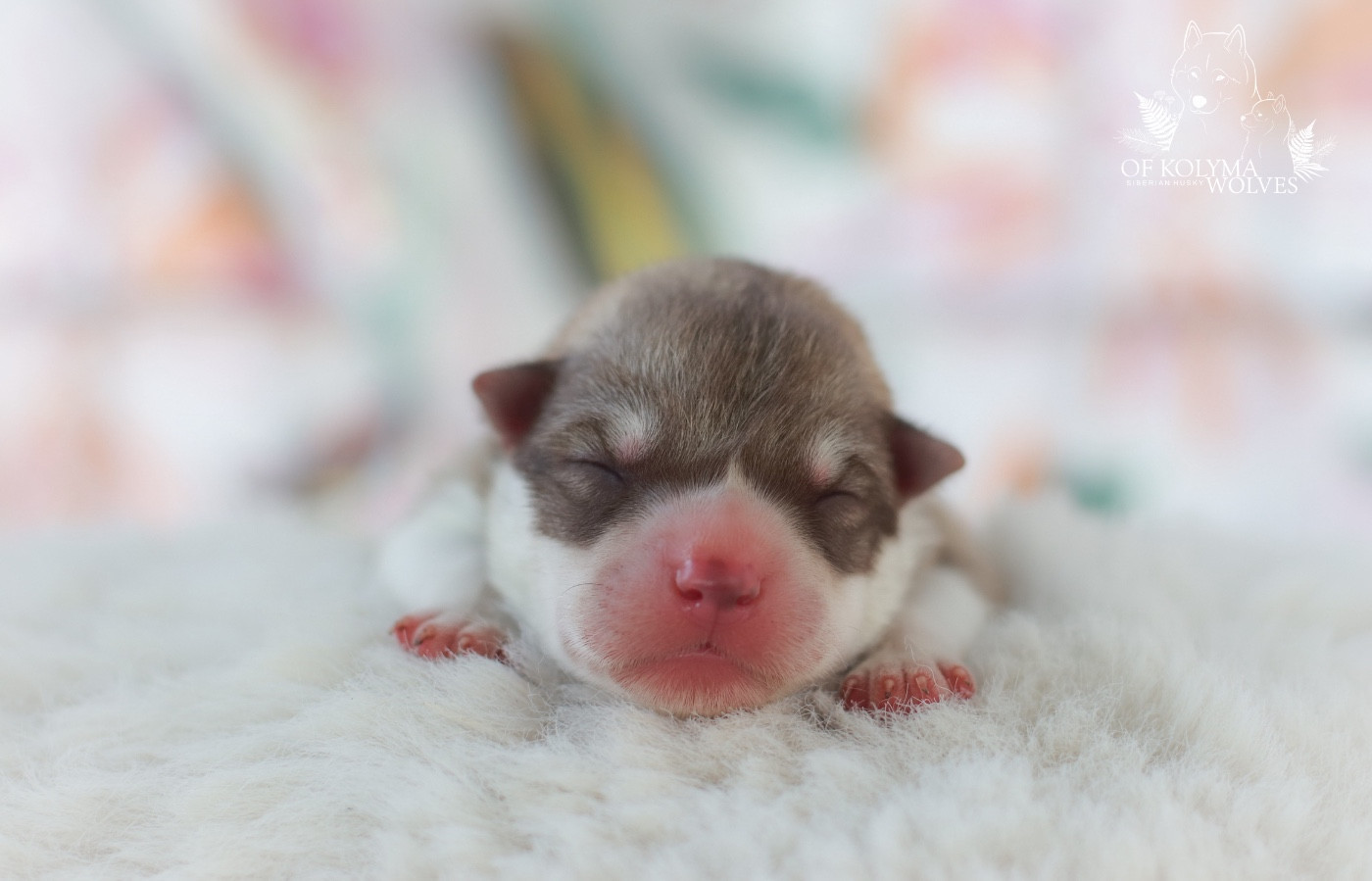 Of Kolyma Wolves - Chiots disponibles - Siberian Husky