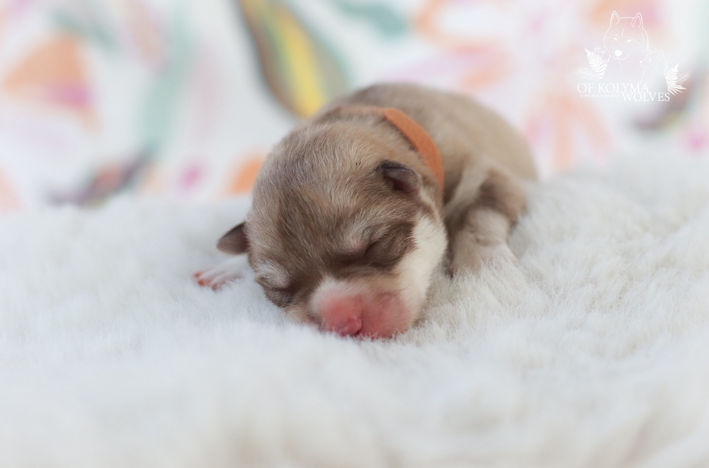 Of Kolyma Wolves - Chiots disponibles - Siberian Husky