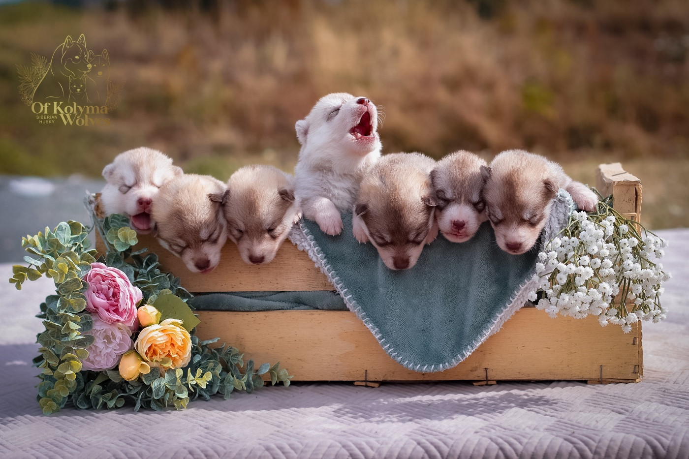 Chiot Siberian Husky Of Kolyma Wolves
