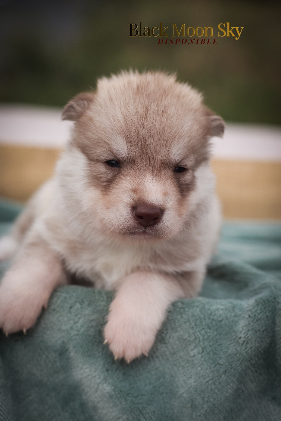 Of Kolyma Wolves - Chiots disponibles - Siberian Husky