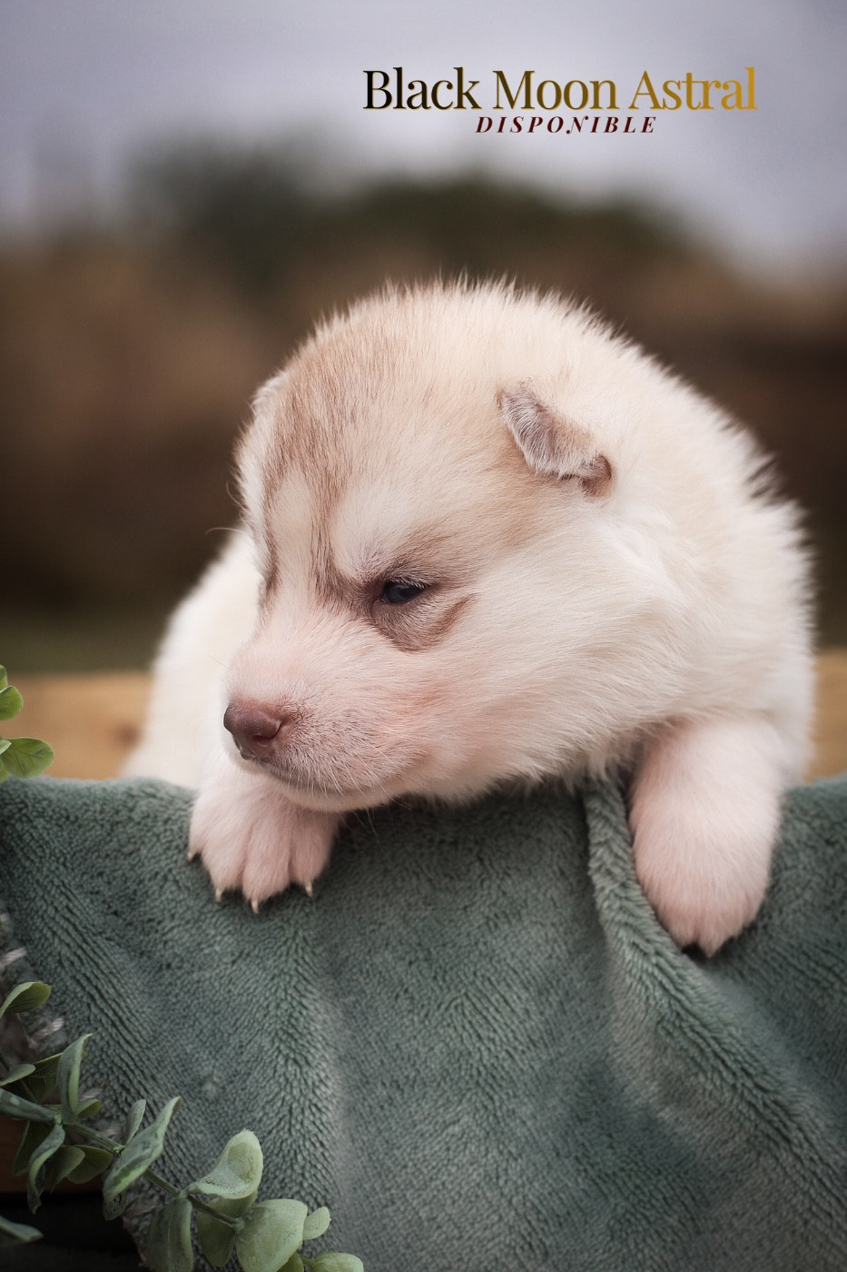 Of Kolyma Wolves - Chiots disponibles - Siberian Husky
