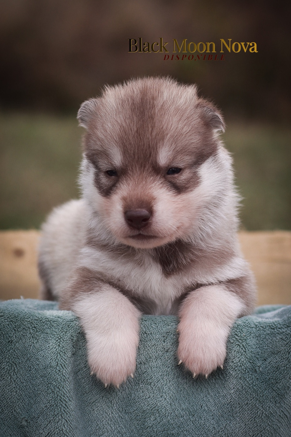 Of Kolyma Wolves - Chiots disponibles - Siberian Husky