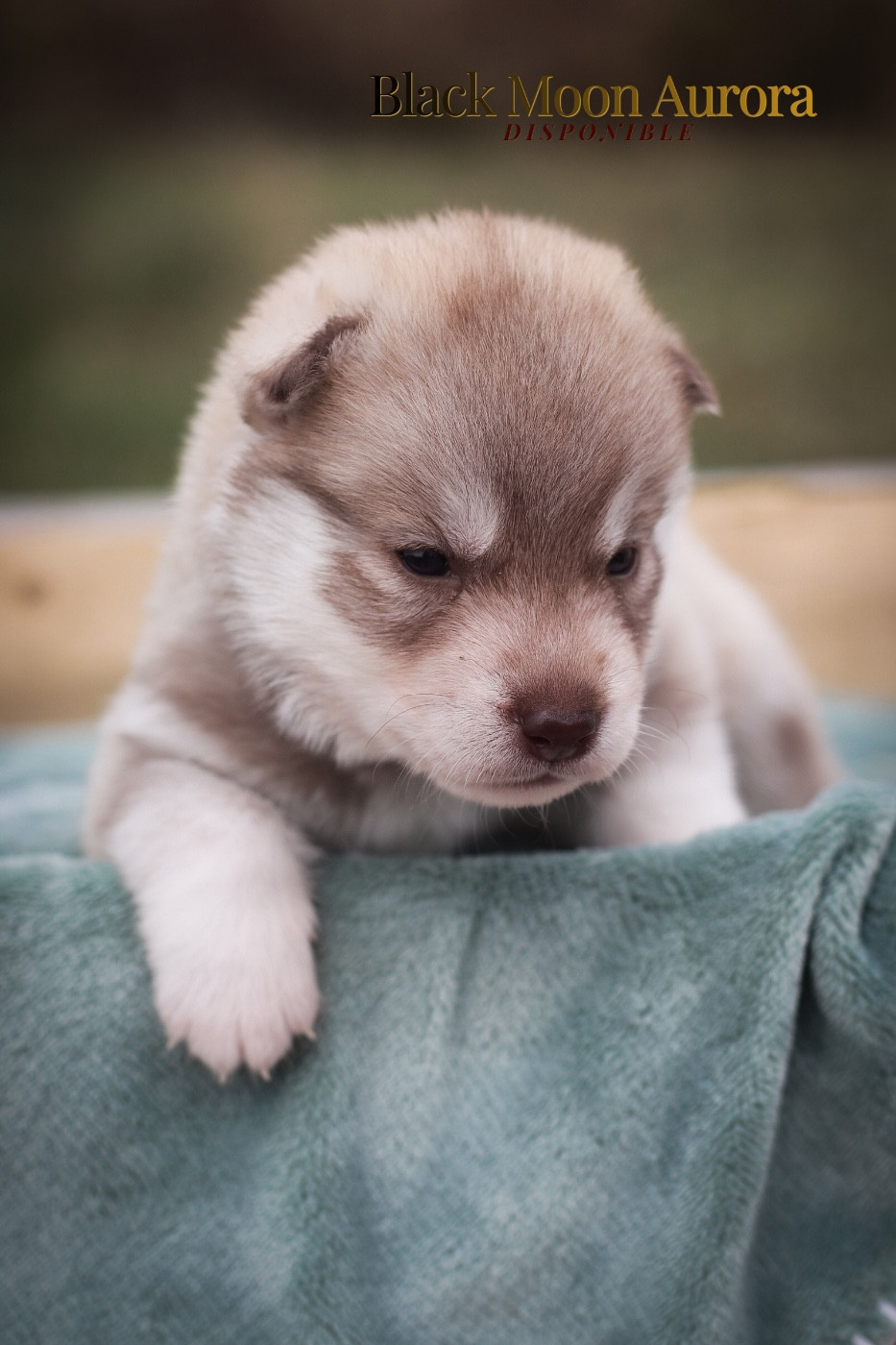 Of Kolyma Wolves - Chiots disponibles - Siberian Husky