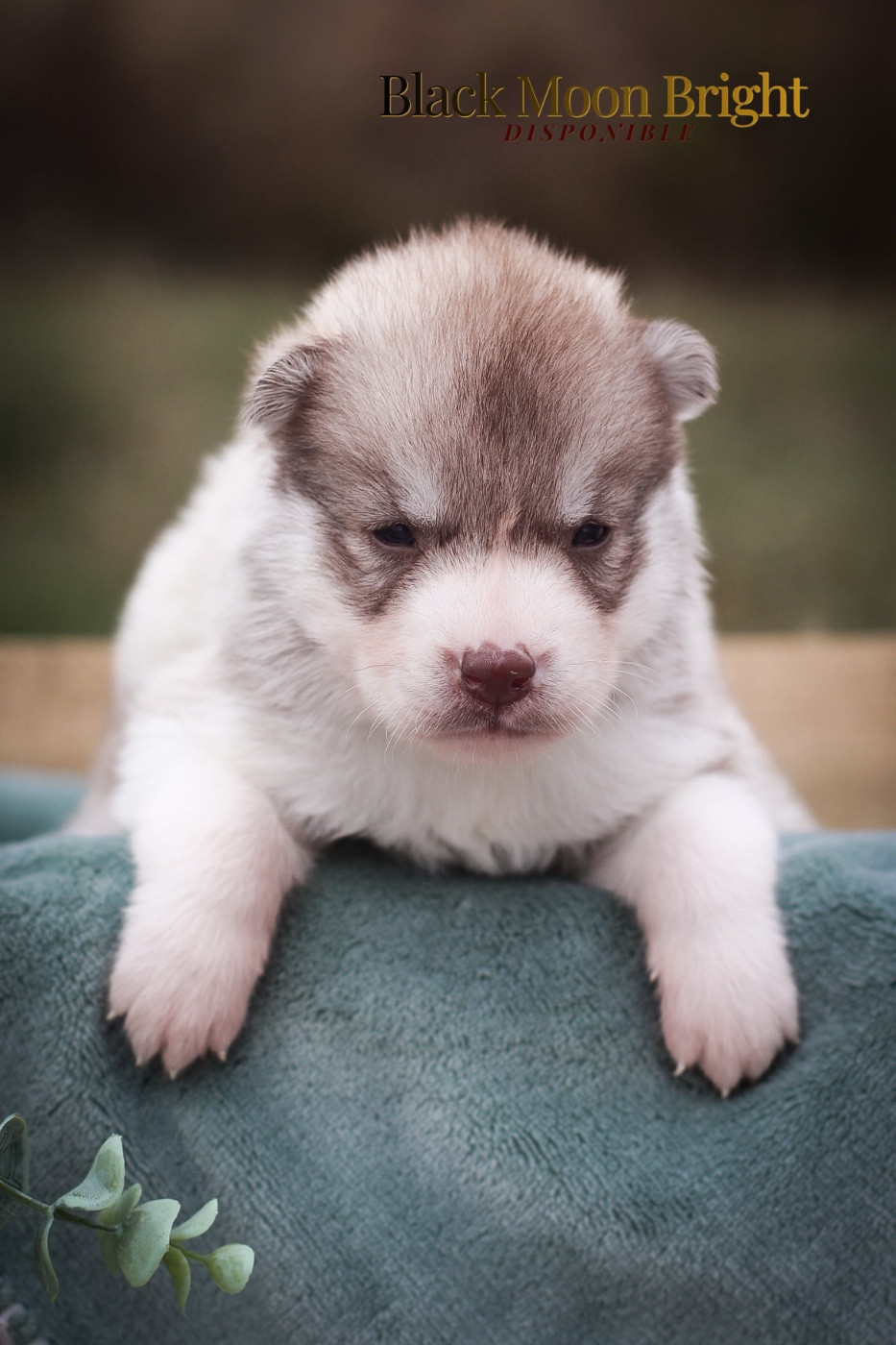 Of Kolyma Wolves - Chiots disponibles - Siberian Husky