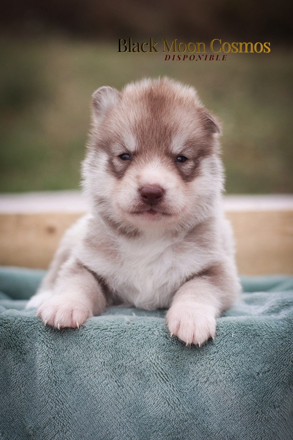 Of Kolyma Wolves - Chiots disponibles - Siberian Husky