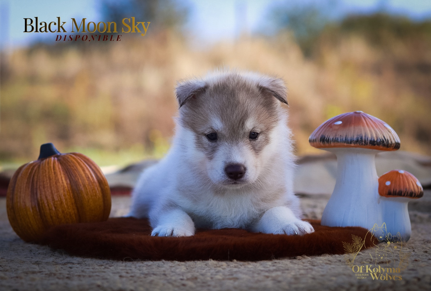 Of Kolyma Wolves - Chiots disponibles - Siberian Husky