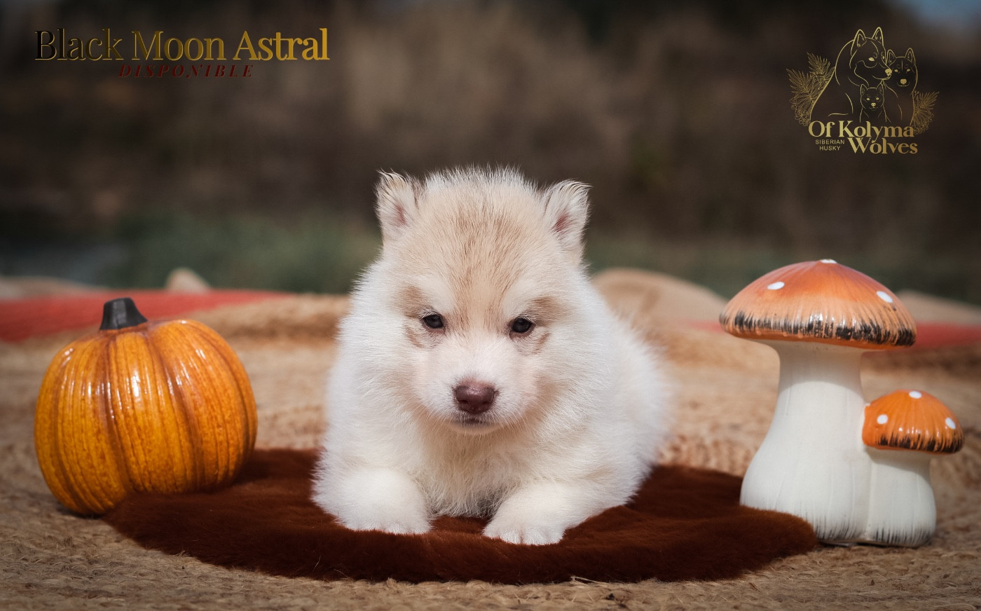 Of Kolyma Wolves - Chiots disponibles - Siberian Husky