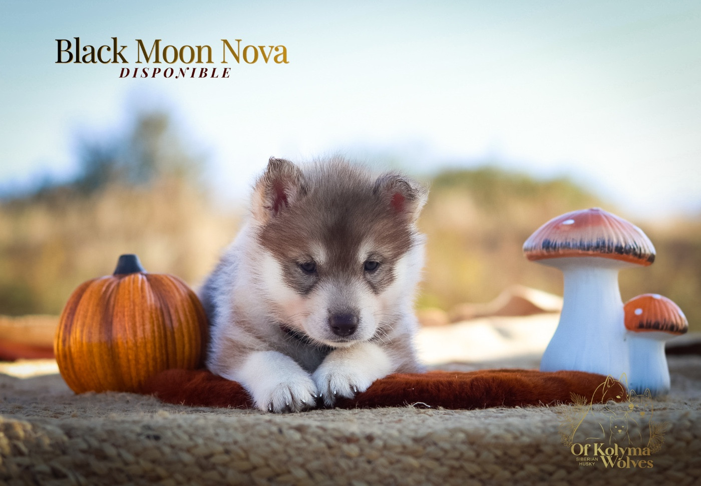 Of Kolyma Wolves - Chiots disponibles - Siberian Husky