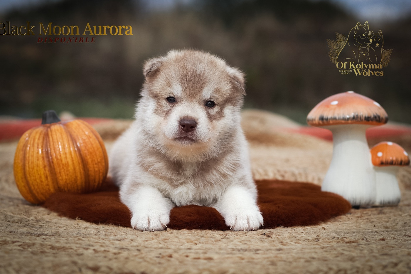 Of Kolyma Wolves - Chiots disponibles - Siberian Husky