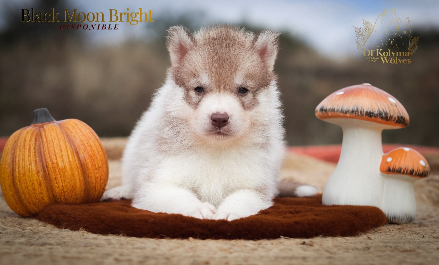 Of Kolyma Wolves - Chiots disponibles - Siberian Husky